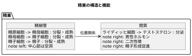 精巣の構造