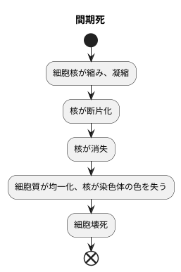 間期死における細胞核崩壊