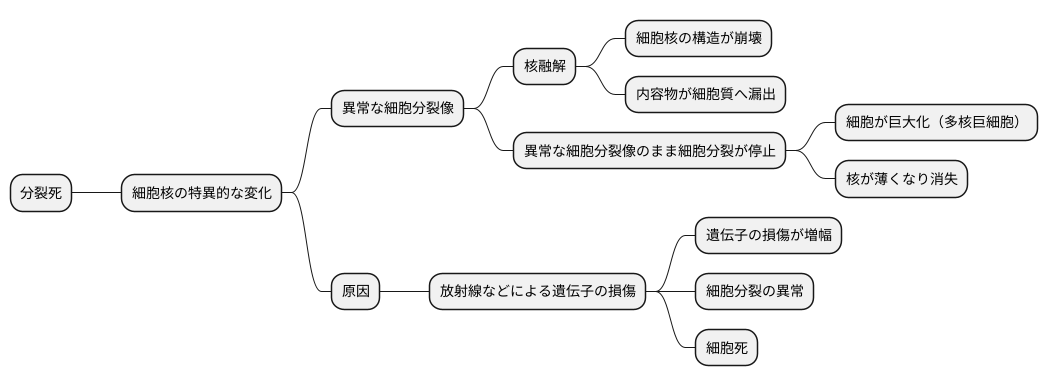 分裂死における細胞核の変化